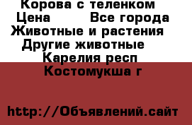 Корова с теленком › Цена ­ 69 - Все города Животные и растения » Другие животные   . Карелия респ.,Костомукша г.